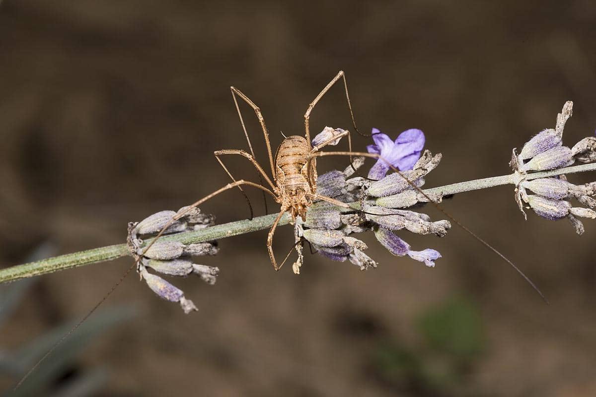 harvestman eropa