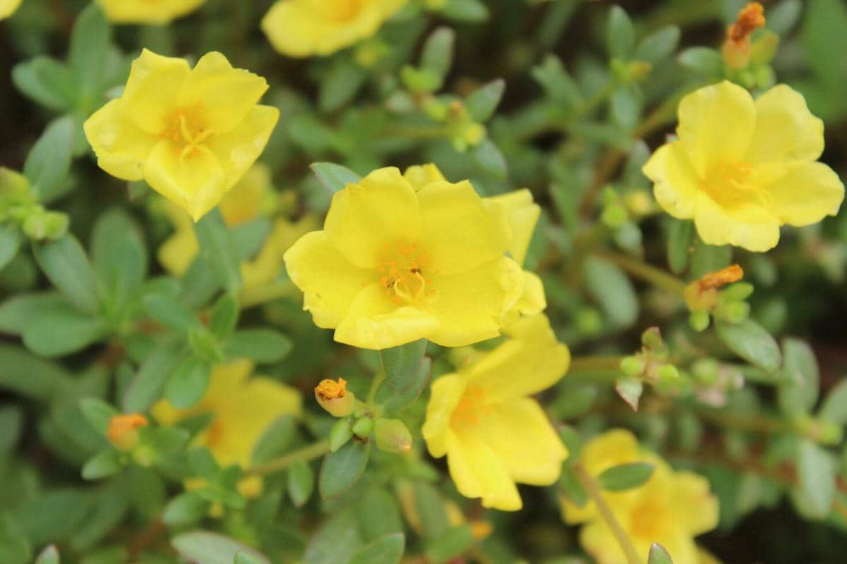 ilustrasi portulaca oleracea