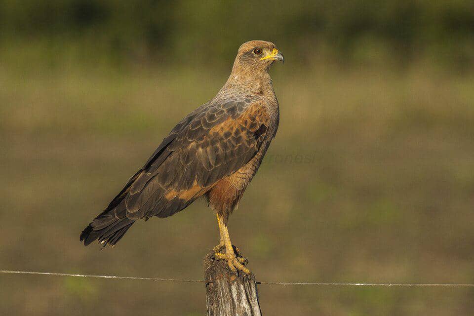 Savanna hawk bertengger di tiang pagar.