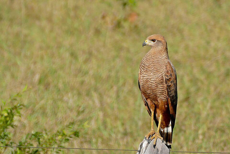 Savanna hawk bertengger di tiang pagar.
