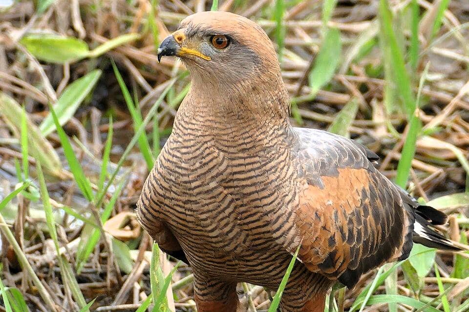 tampak dekat savanna hawk