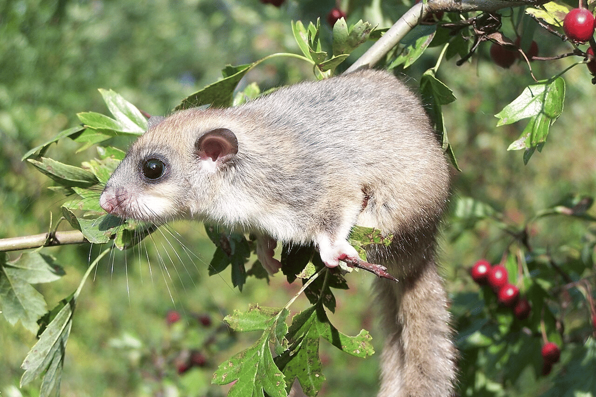 tikus pintu gendut eropa