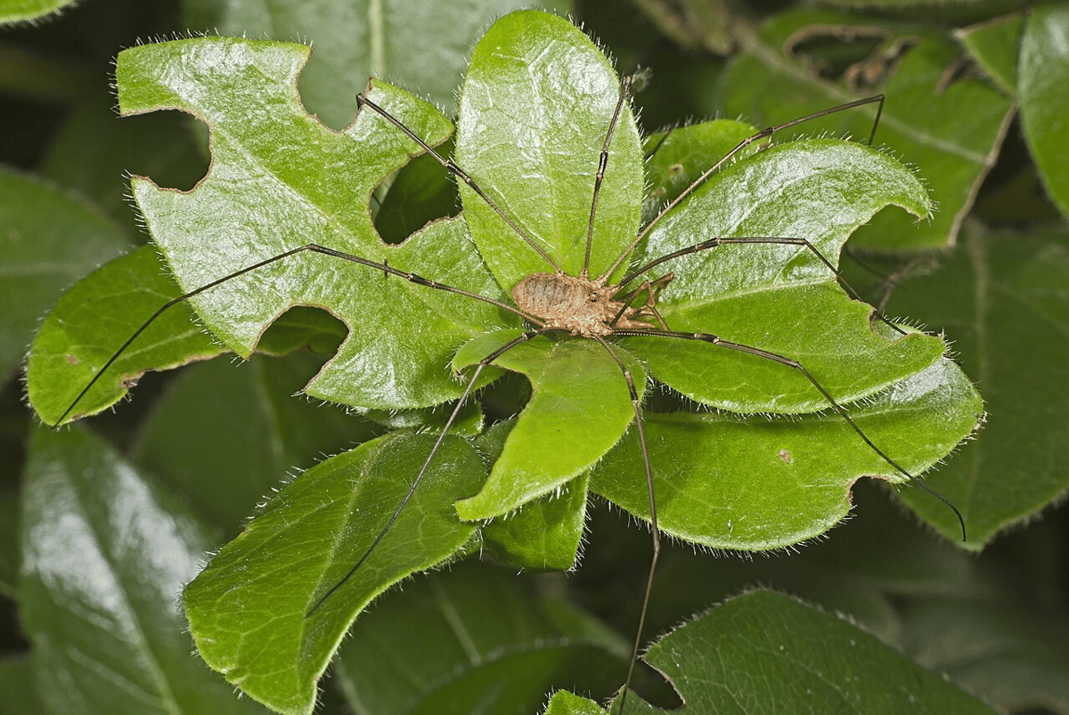 harvestman eropa