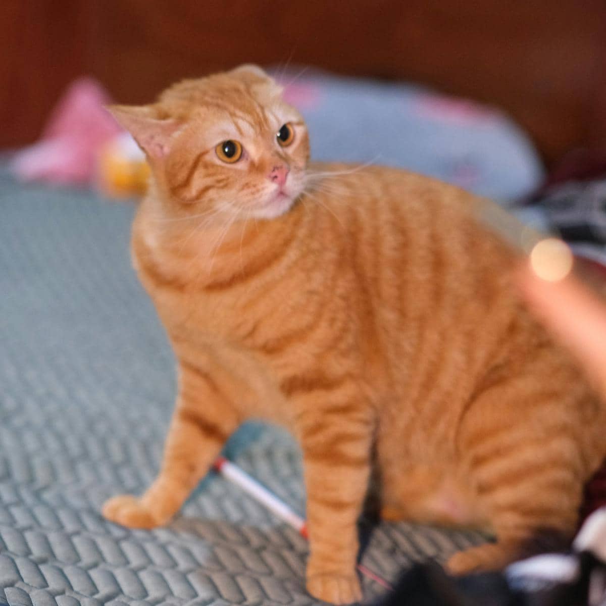 Ilustrasi kucing oren