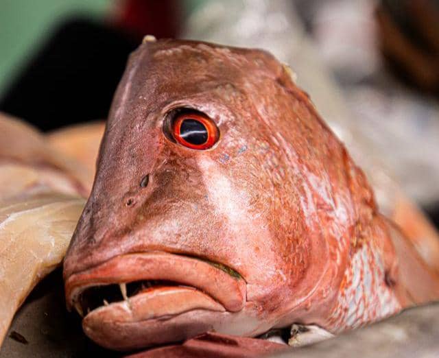 ilustrasi kepala ikan kerapu