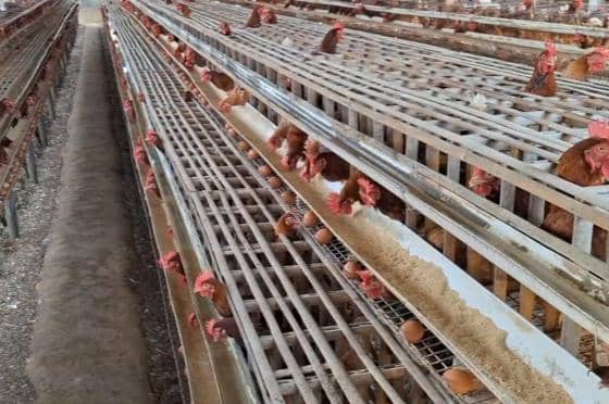 Harga Telur Anjlok, 600 Peternak di Magetan Terancam Gulung Tikar