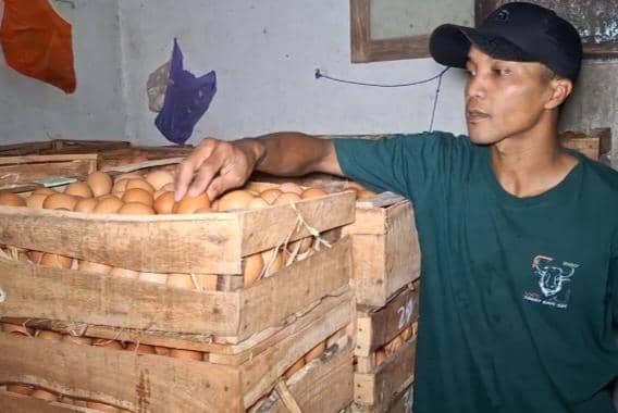 Kandang peternak di Desa Buluharjo, Kecamatan Plaosan, Magetan. IDN Times/Istimewa.