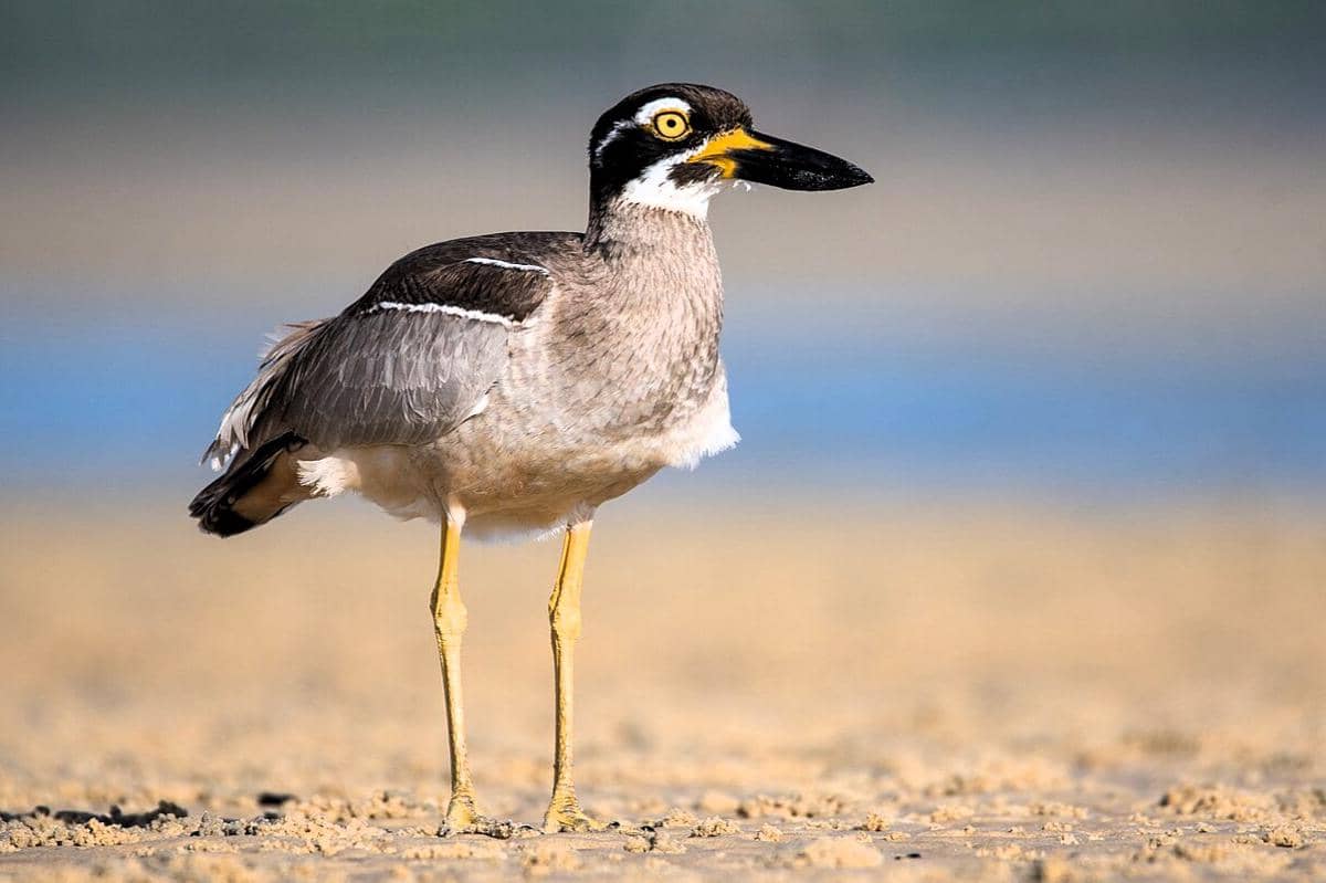 7 Fakta Burung Wili-wili Besar, Mata Lebar Penjaga Pesisir Indonesia