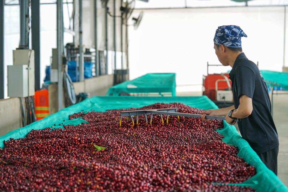 Apa Itu Hilirisasi dan Mengapa Penting bagi Masa Depan Agribisnis?
