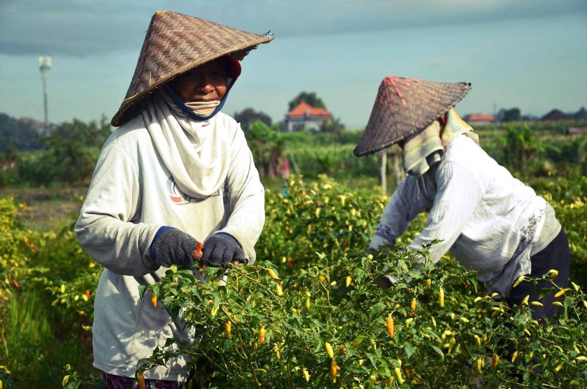 ilustrasi petani cabai