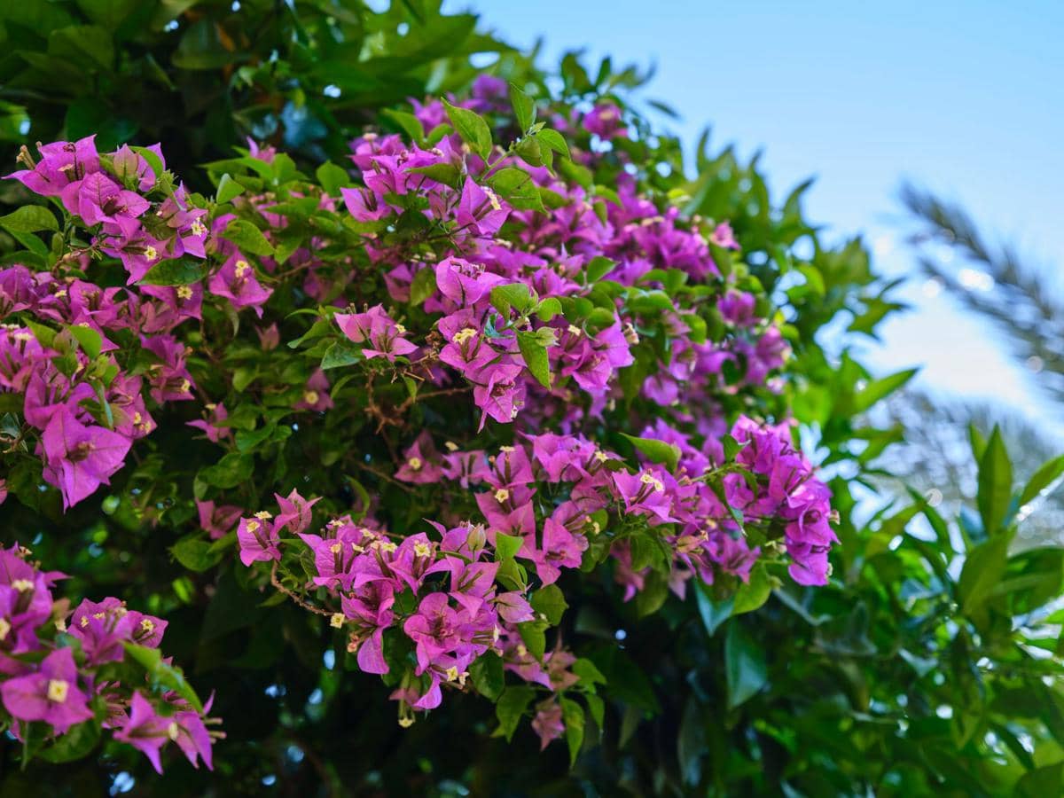 ilustrasi bougainvillea 