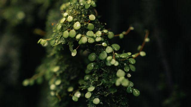 Manfaat Tanaman Sisik Naga, Terrarium hingga Obat Herbal