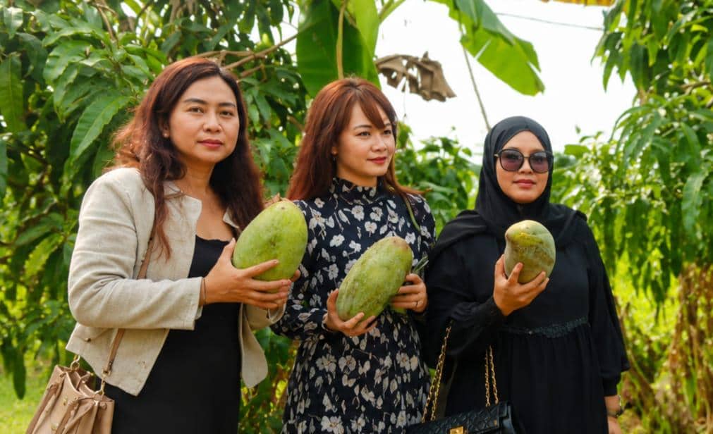 Mangga Mahatir Majalengka Viral, Berat Capai 2,5 Kilogram