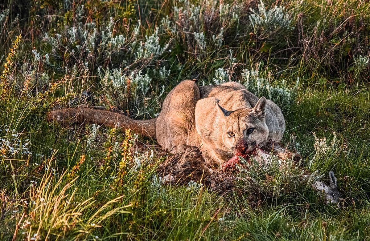 potret puma Torres del Paine (commons.wikimedia.org/Valentinaalejandratorres)