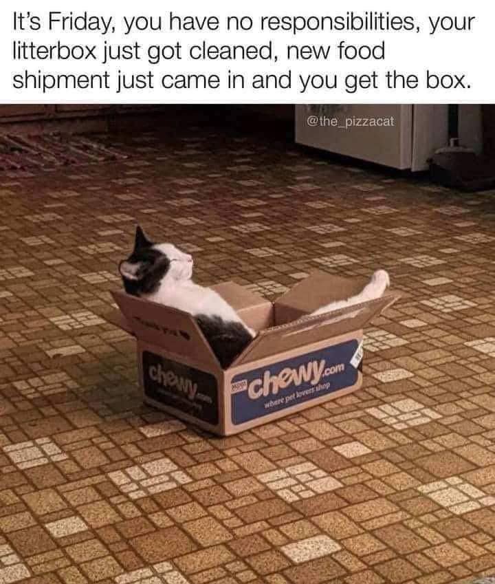 meme kucing tentang Jumat