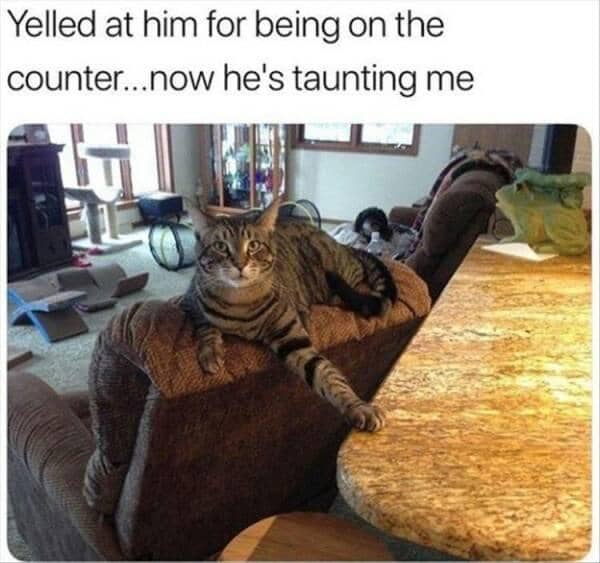 meme kucing tentang teriak
