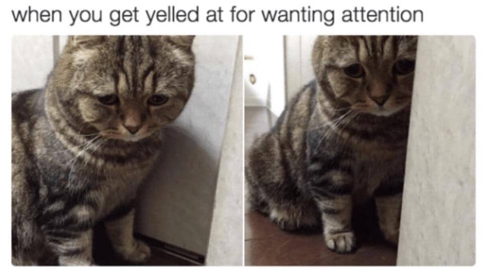 meme kucing tentang teriak