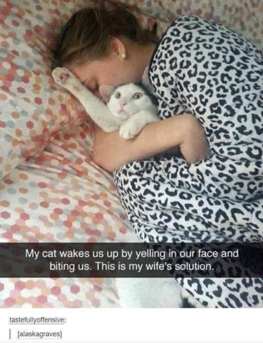 meme kucing tentang teriak