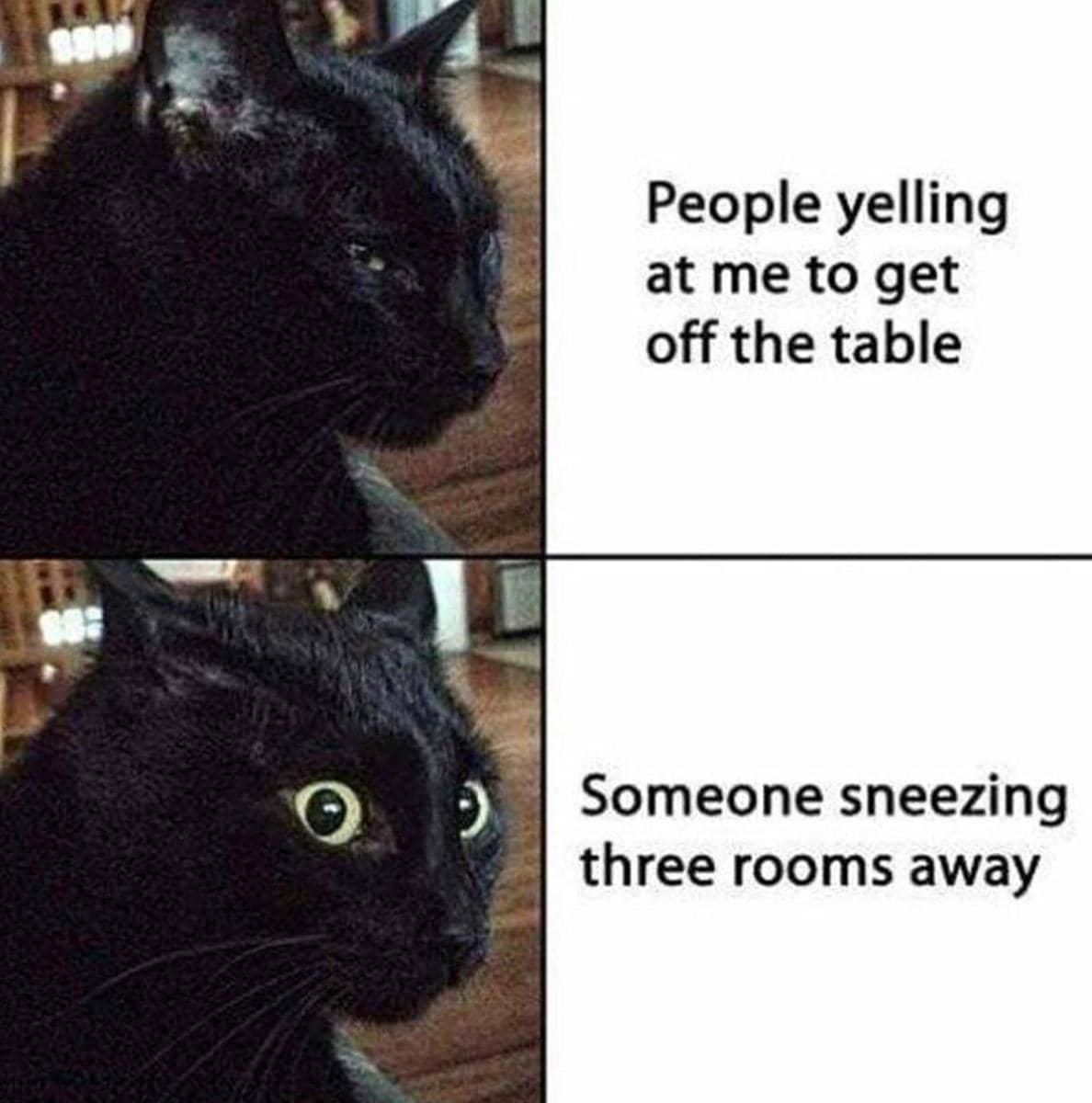 meme kucing tentang teriak