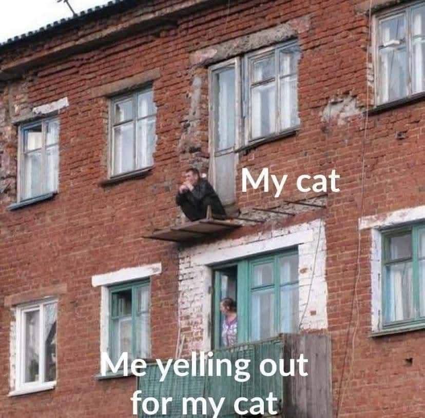 meme kucing tentang teriak