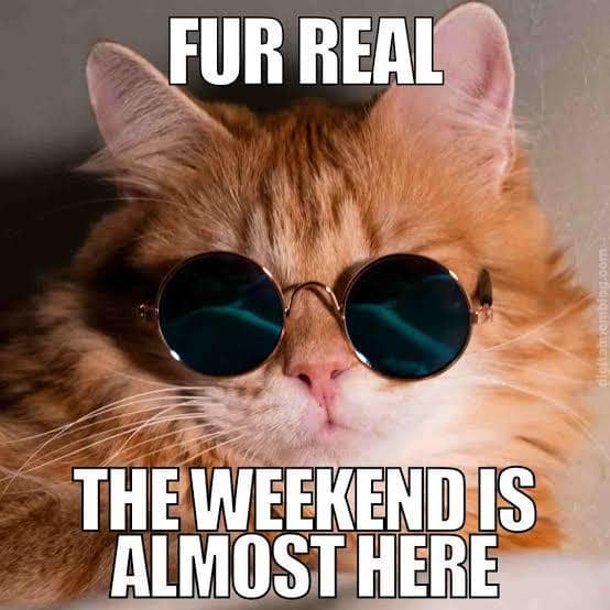 meme kucing tentang Jumat