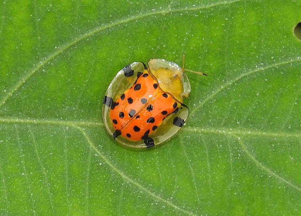 5 Fakta Sweetpotato Leaf Beetle, Kumbang Kura-Kura Pemakan Daun Ubi