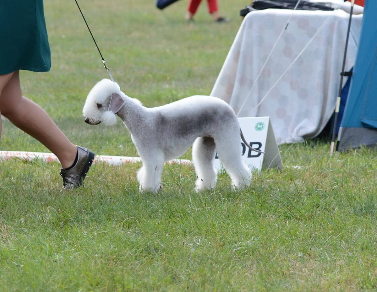 Bedlington Terrier