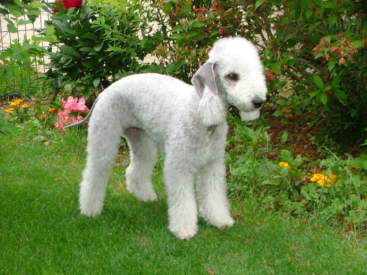 5 Fakta Unik Bedlington Terrier, Anjing yang Mirip Domba