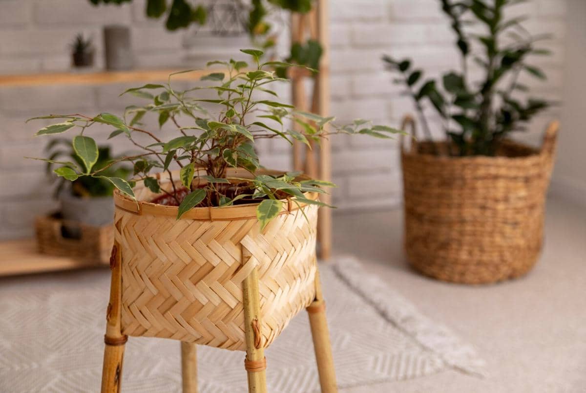 Tanaman hias berdaun hijau tumbuh di pot bunga dari anyaman bambu dengan kaki bambu di ruangan bergaya minimalis.