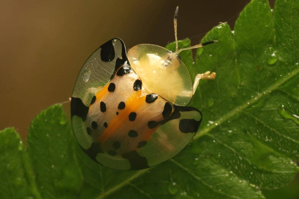 Kumbang Aspidimorpha miliaris