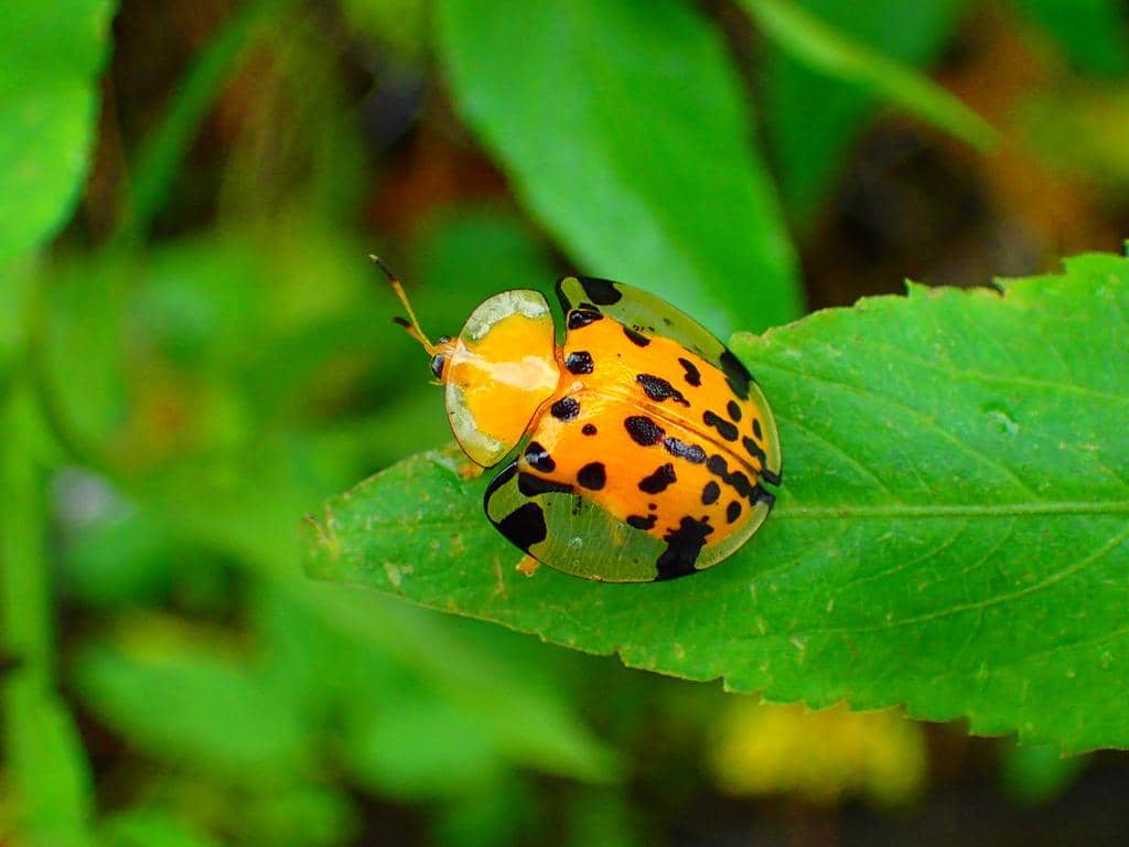 Kumbang Aspidimorpha miliaris