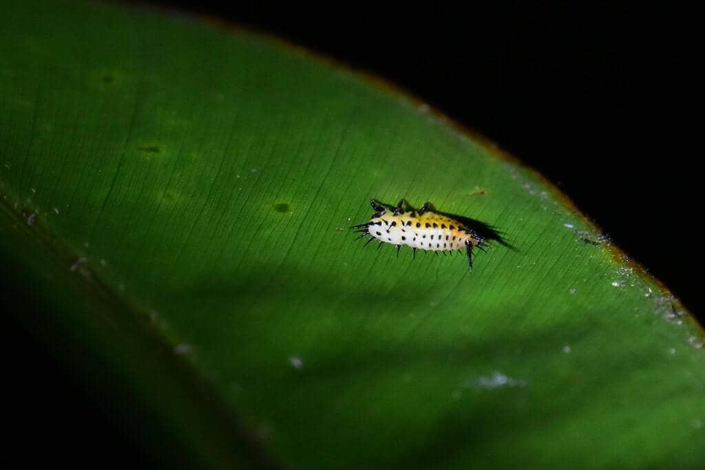 Larva Aspidimorpha miliaris