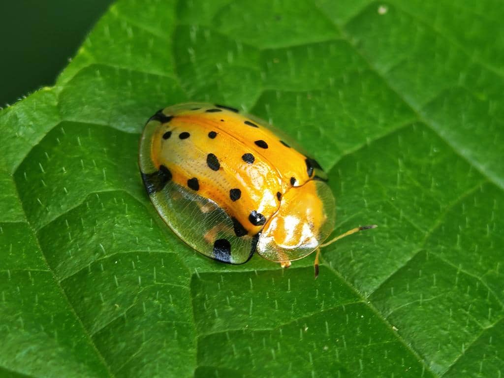Kumbang Aspidimorpha miliaris