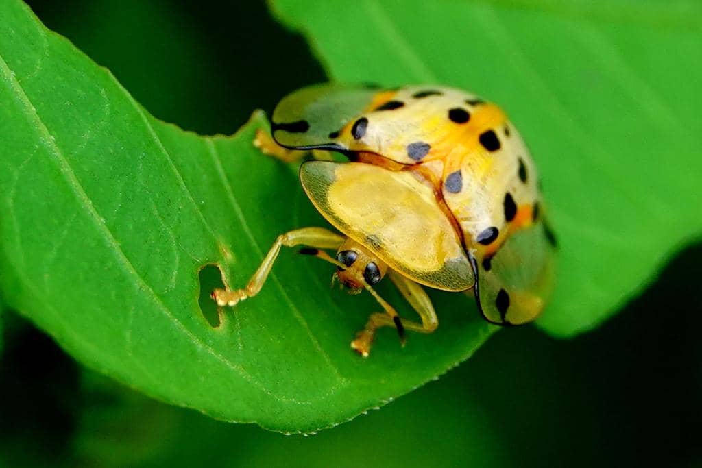 Kumbang Aspidimorpha miliaris