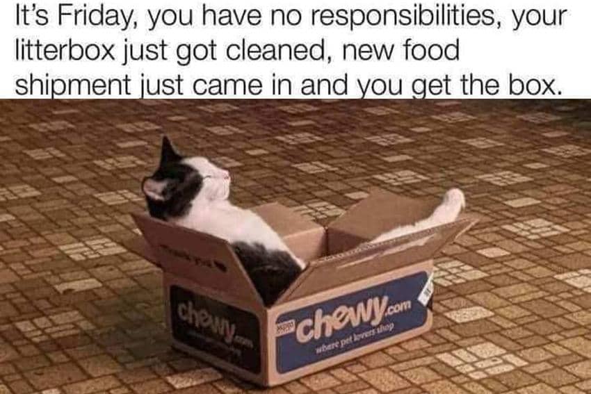 8 Meme Kucing tentang Jumat, Hari yang Ditunggu-tunggu