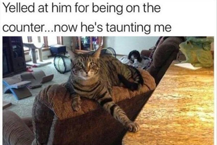 8 Meme Kucing tentang Teriak, Sedih setelah Dibentak Babu