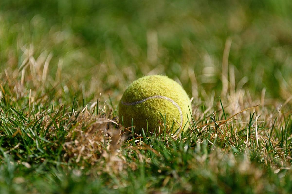 5 Tunggal Putri Terakhir yang Menjuarai Wimbledon per 2026
