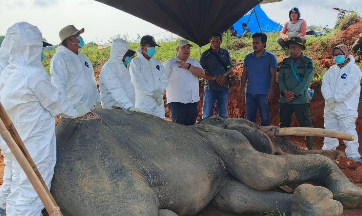Gajah Indra TNWK Tutup Usia, 30 Tahun Mengabdi bagi Konservasi