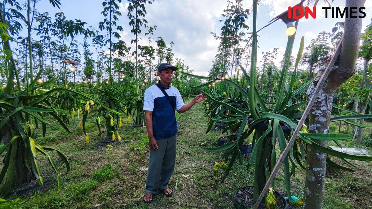 Sentuhan Astra Bikin Petani Buah Naga Banyuwangi Naik Kelas