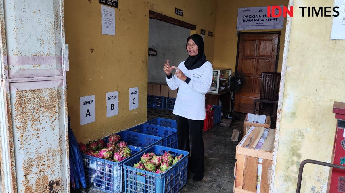 Sentuhan Astra Bikin Petani Buah Naga Banyuwangi Naik Kelas