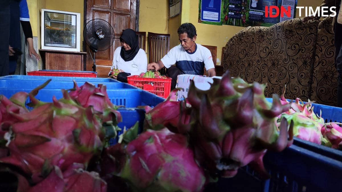 Sentuhan Astra Bikin Petani Buah Naga Banyuwangi Naik Kelas