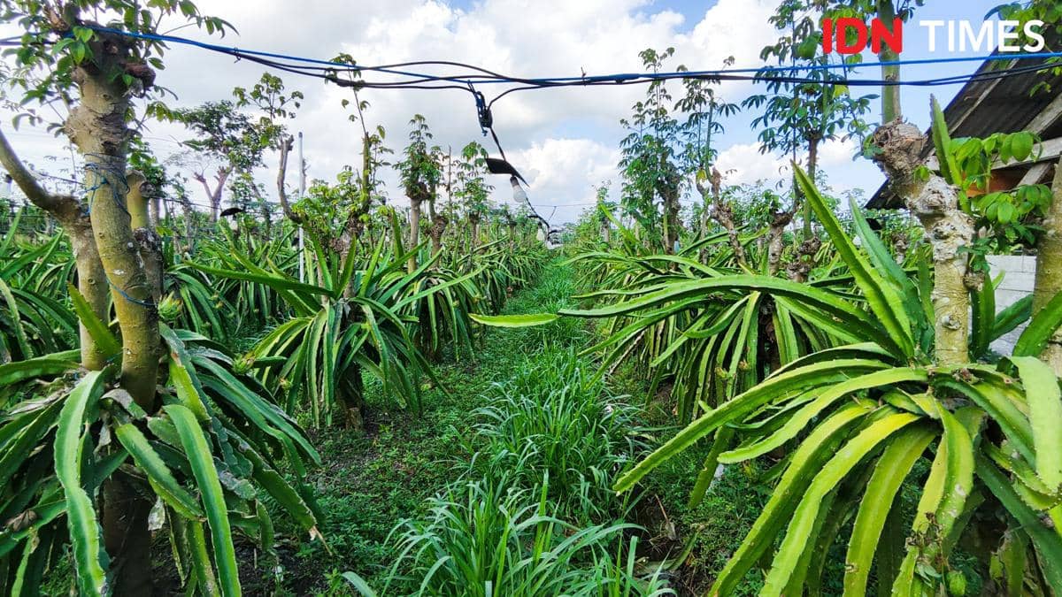Sentuhan Astra Bikin Petani Buah Naga Banyuwangi Naik Kelas
