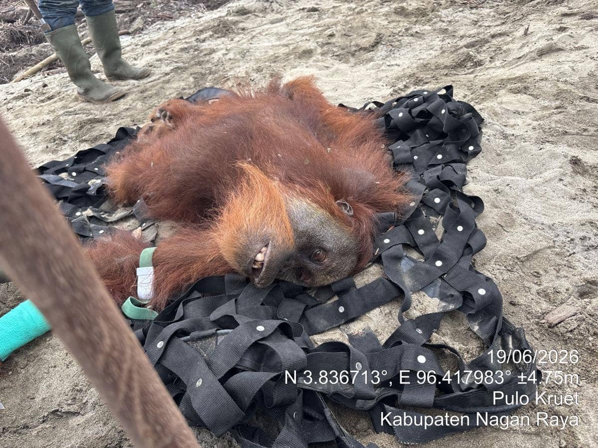 Kurang Gizi dan Terluka, BKSDA Evakuasi Orang Utan dari Kebun Sawit