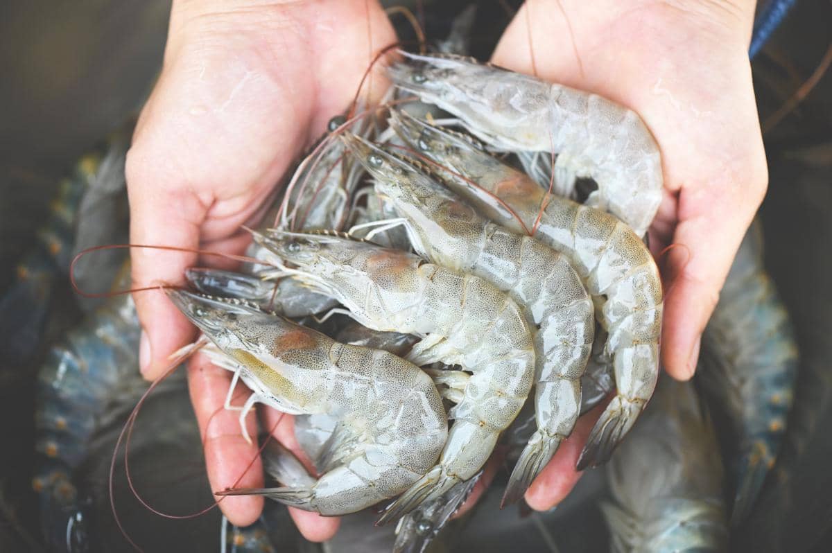 ilustrasi udang yang masih mentah 