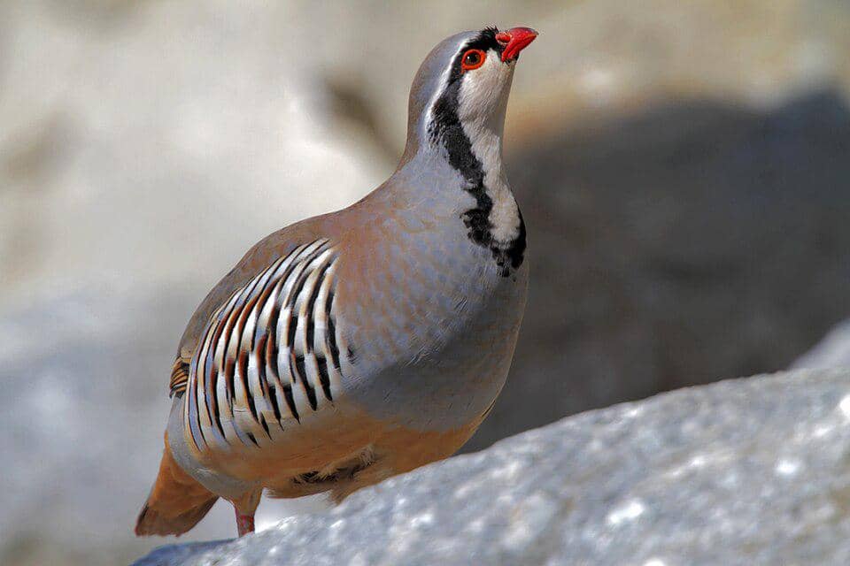 4 Fakta Rock Partridge, Ahli Kamuflase di Pegunungan Berbatu 