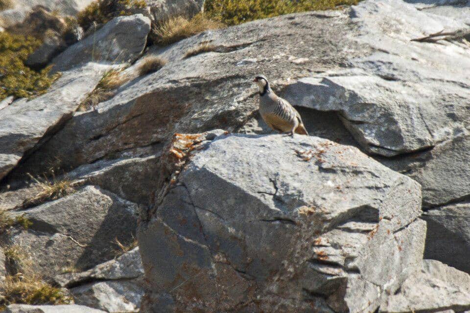 Burung rock partridge pada habitat pegunungan berbatu 