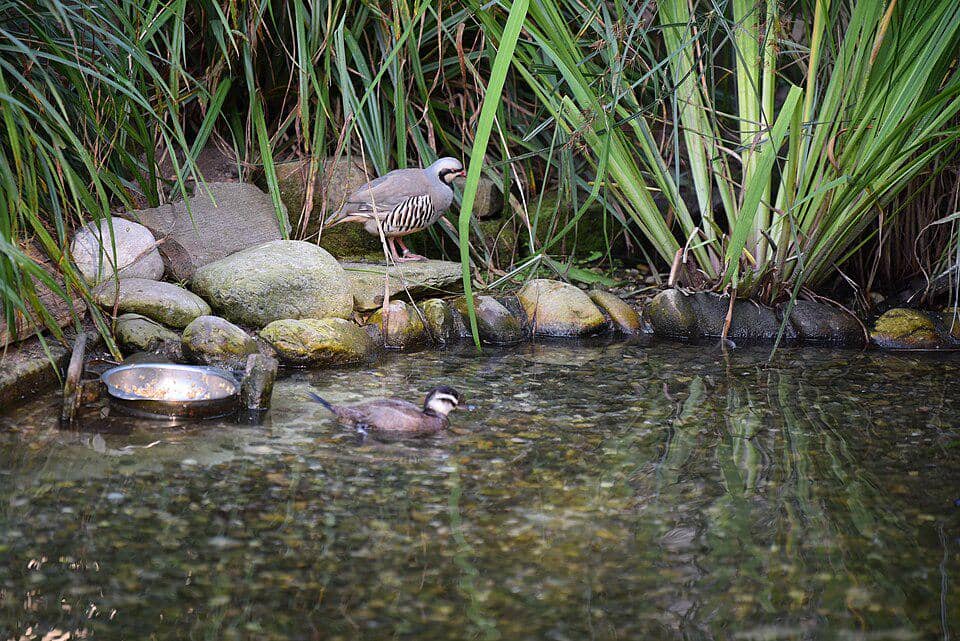 Rock partridge