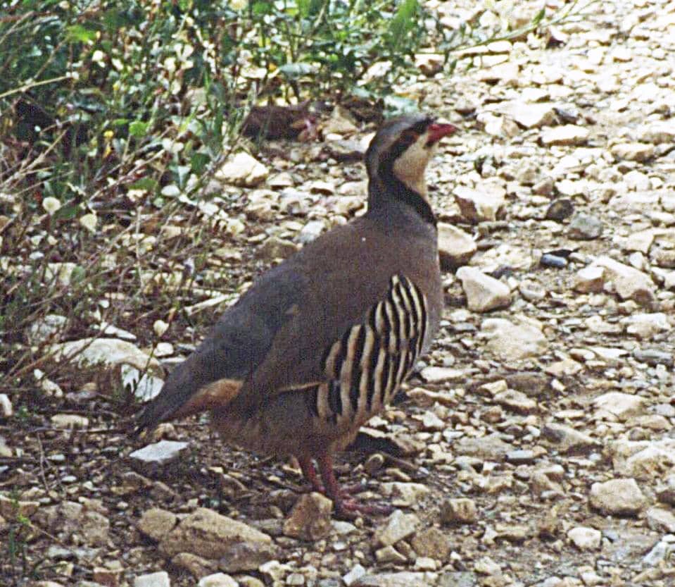 Burung yang suka berjalan daripada terbang