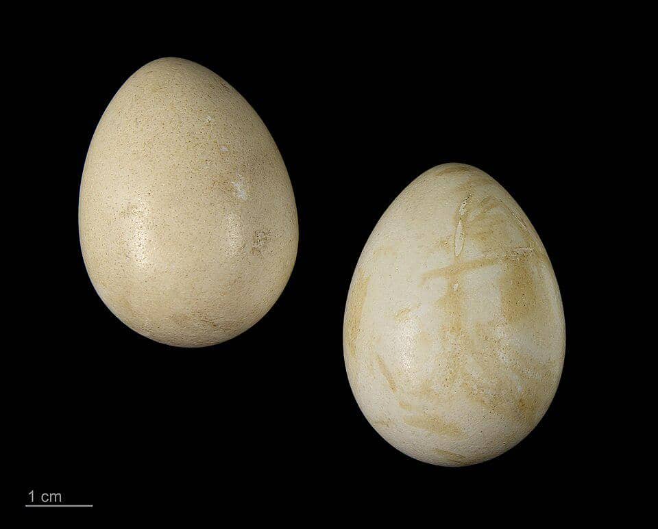 Bentuk telur dari rock partridge