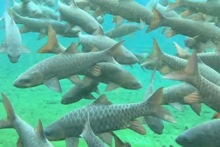Ikan Dewa di Telaga Sarangan Magetan. IDN Times/Istimewa.
